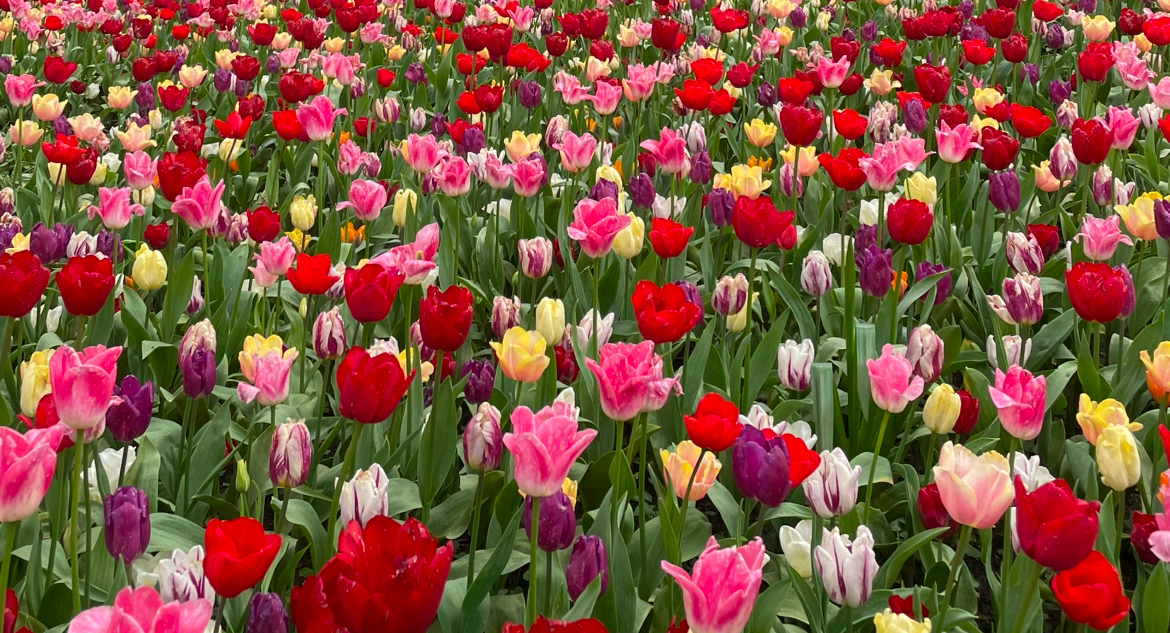 🌸 Que faire à Bruxelles au printemps ? 🌸