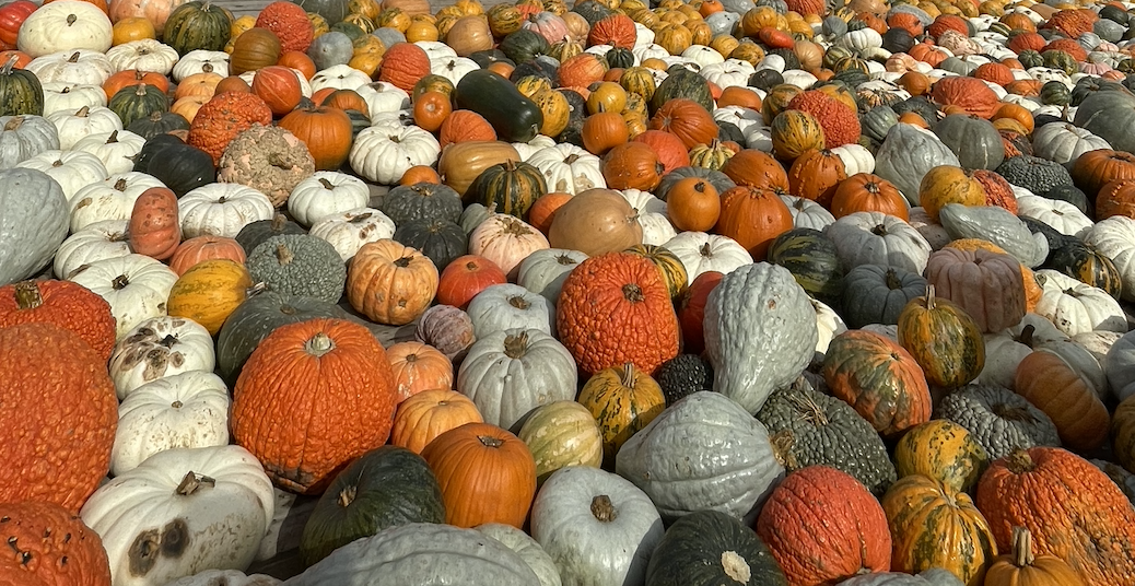 🍂Que faire à Bruxelles en automne ?🍂